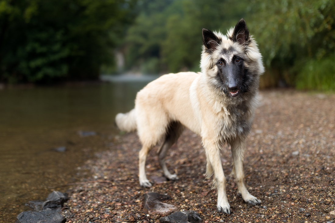 Hunde Fotoshooting Bad Säckingen beim Bergsee - Hundeportrait